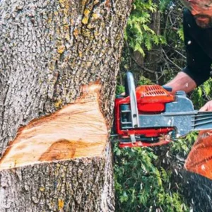 Tree Trimming 1583 x 487